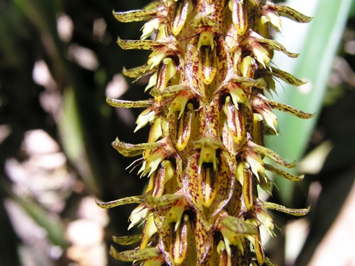 สิงโตรวงข้าว Bulbophyllum morphologorum F.Kranzl.<br/>ORCHIDACEAE